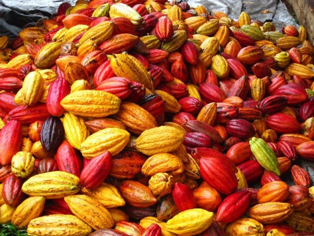 RUTA AGROTURISTICA TOURS DEL CACAO RIVERA