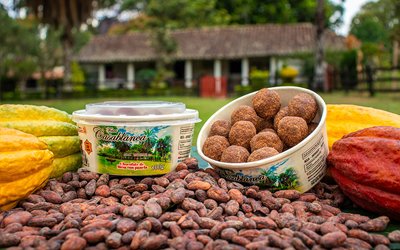 RUTA DEL CACAO GIGANTE: DE LA FLOR A LA TAZA DE CHOCOLATE